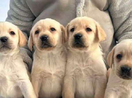 1  labradora0126.jpg